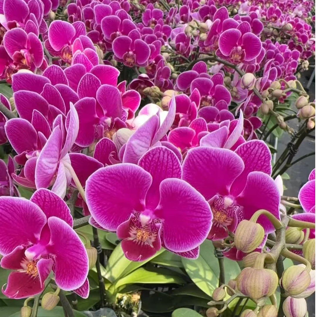 【红酒 3.0寸】蝴蝶兰高档鲜花盆栽