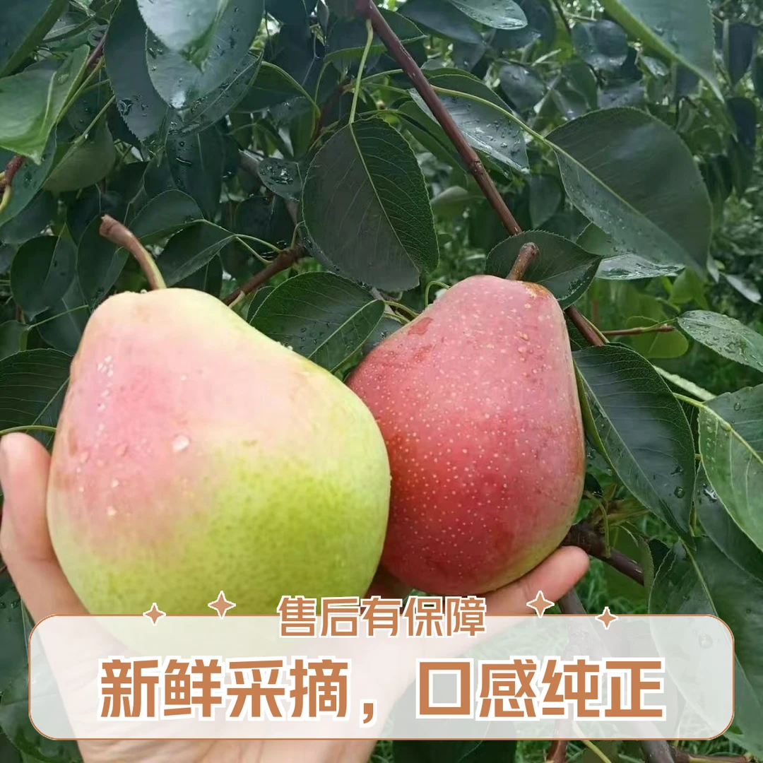 七月梨1480~2500g鲜嫩多汁