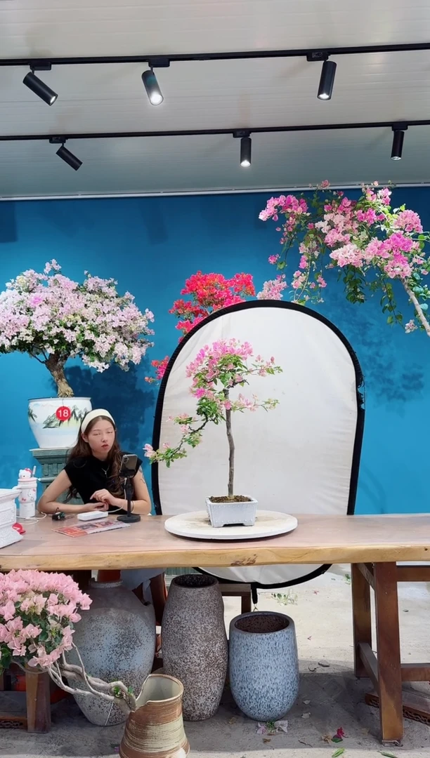 全部花朵漳红樱漳红樱