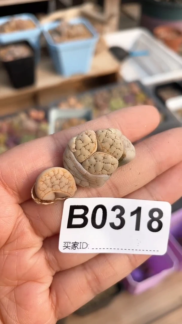 【闪购商品】0318直播一物一拍