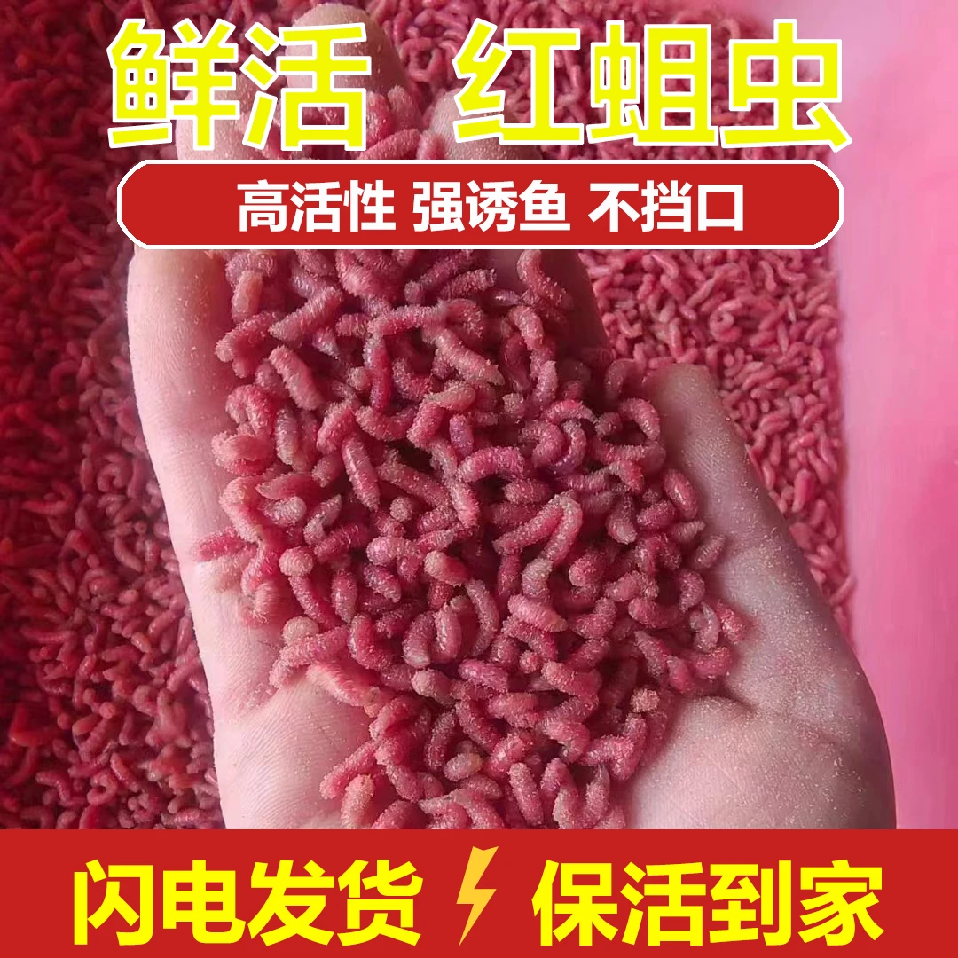 精品红蛆虫活饵钓鱼饵料适合鲫鱼石斑马口垂钓淡水鱼鲜活钓鱼蛆虫