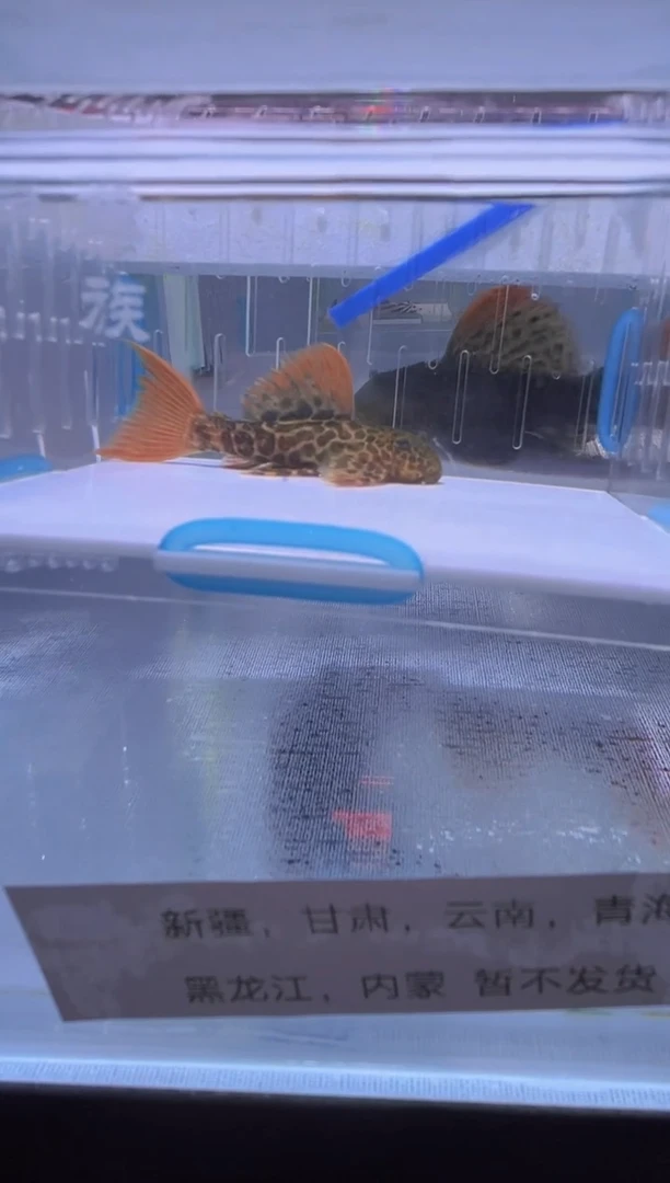 清道夫6不包入缸损49