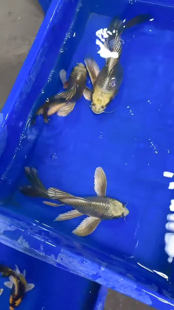 蝴蝶鲤蝴蝶鲤直播选鱼专用链接