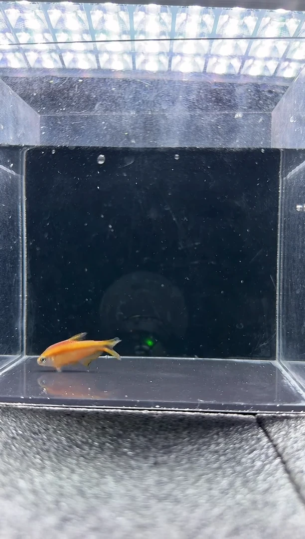 灯科鱼S****六超黄魔鬼