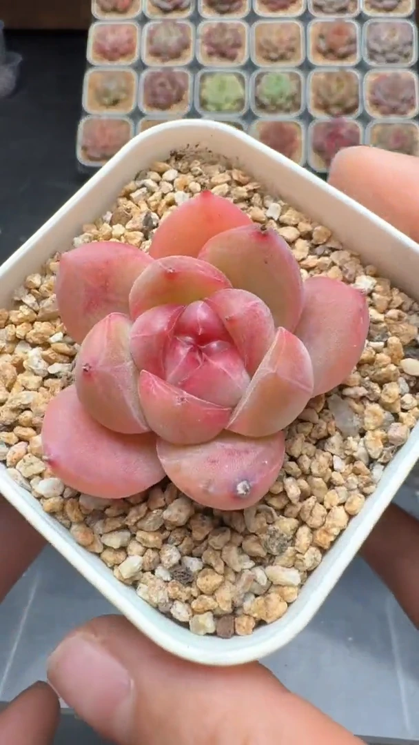 【闪购商品】125号珍妮多肉一物一拍3单包邮