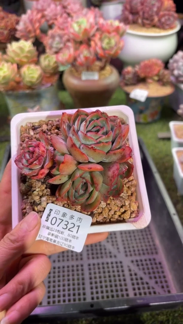 【闪购商品】07321