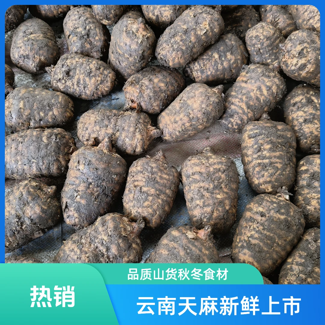 云南山货正宗小草坝天麻新鲜采挖秋冬养生煲汤食材1斤/3斤/5斤