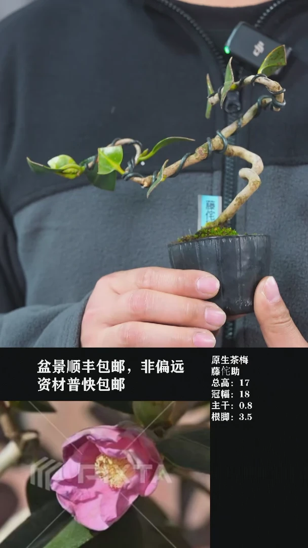 【闪购商品】-藤侘助-U56