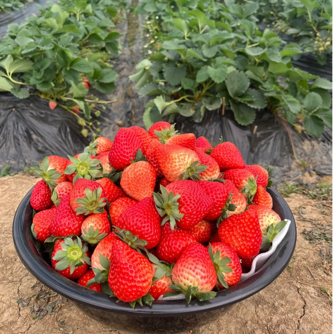 奶油红颜草莓88元/盆