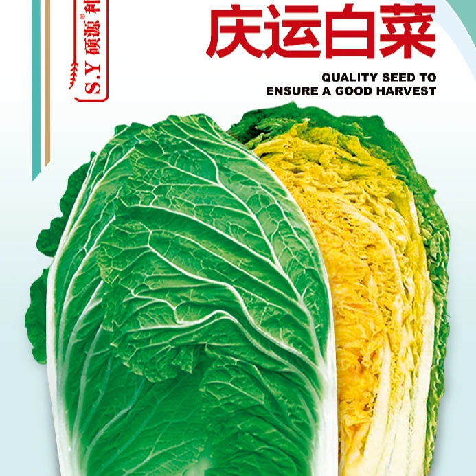 硕源庆运白菜早春（12、1、2月）中棵型黄心圆筒形耐抽薹抗病白菜种子