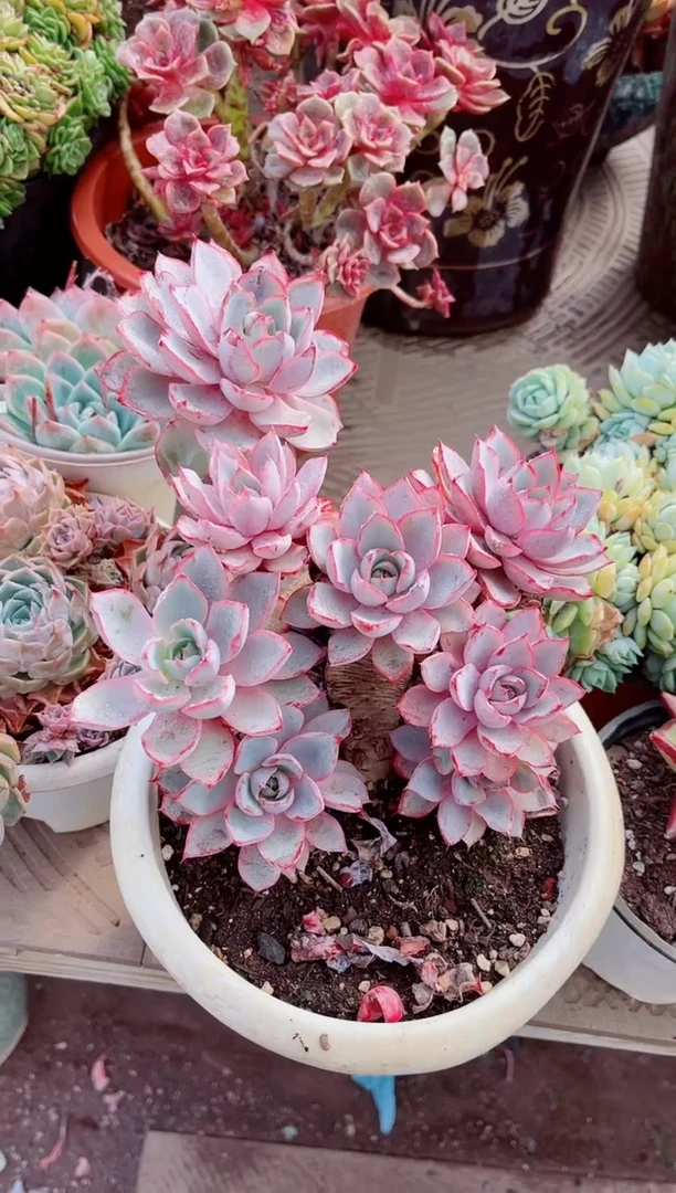 13128多肉植物一物已拍