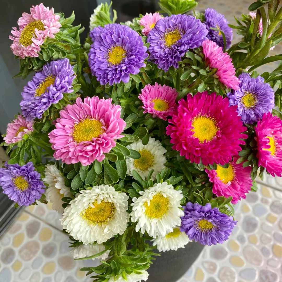 【翠菊】全国地区鲜花专场，两单升级顺丰京东，今天拍明天到。