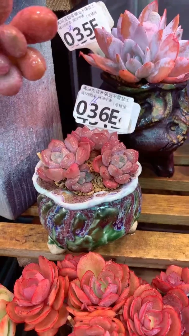 036E（一物一拍实付满28发货，默认不带盆土）