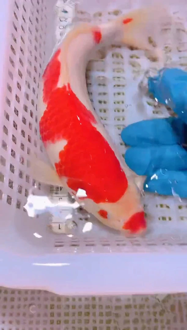 锦鲤冷水观赏鱼全场包邮71