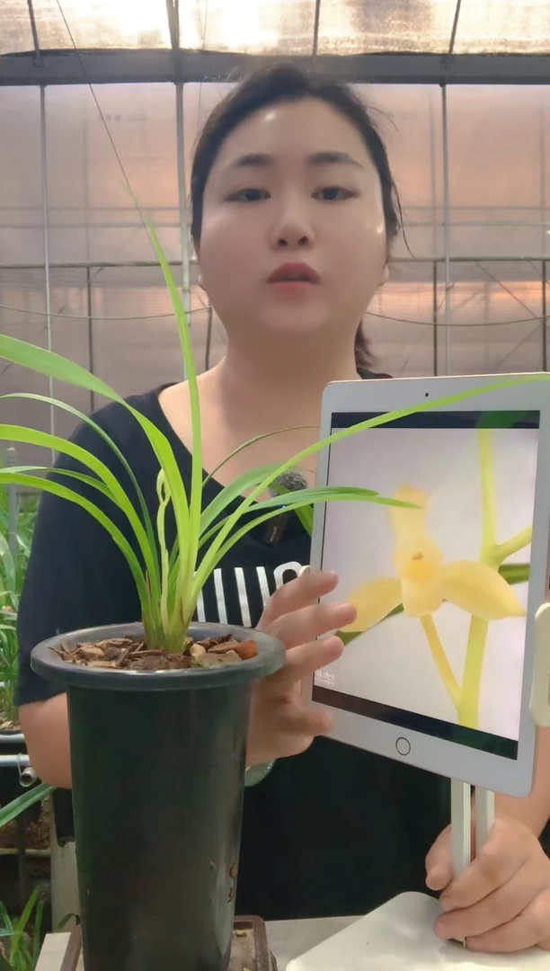 当前无花朵，栽培后可花朵酷*田黄玉