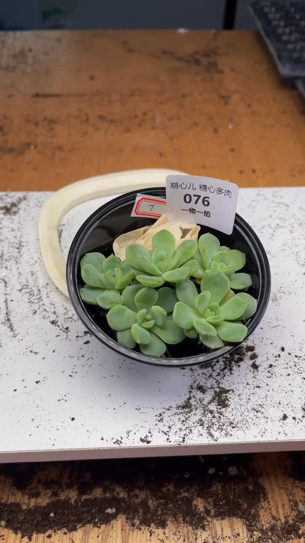 076多肉植物多肉植物