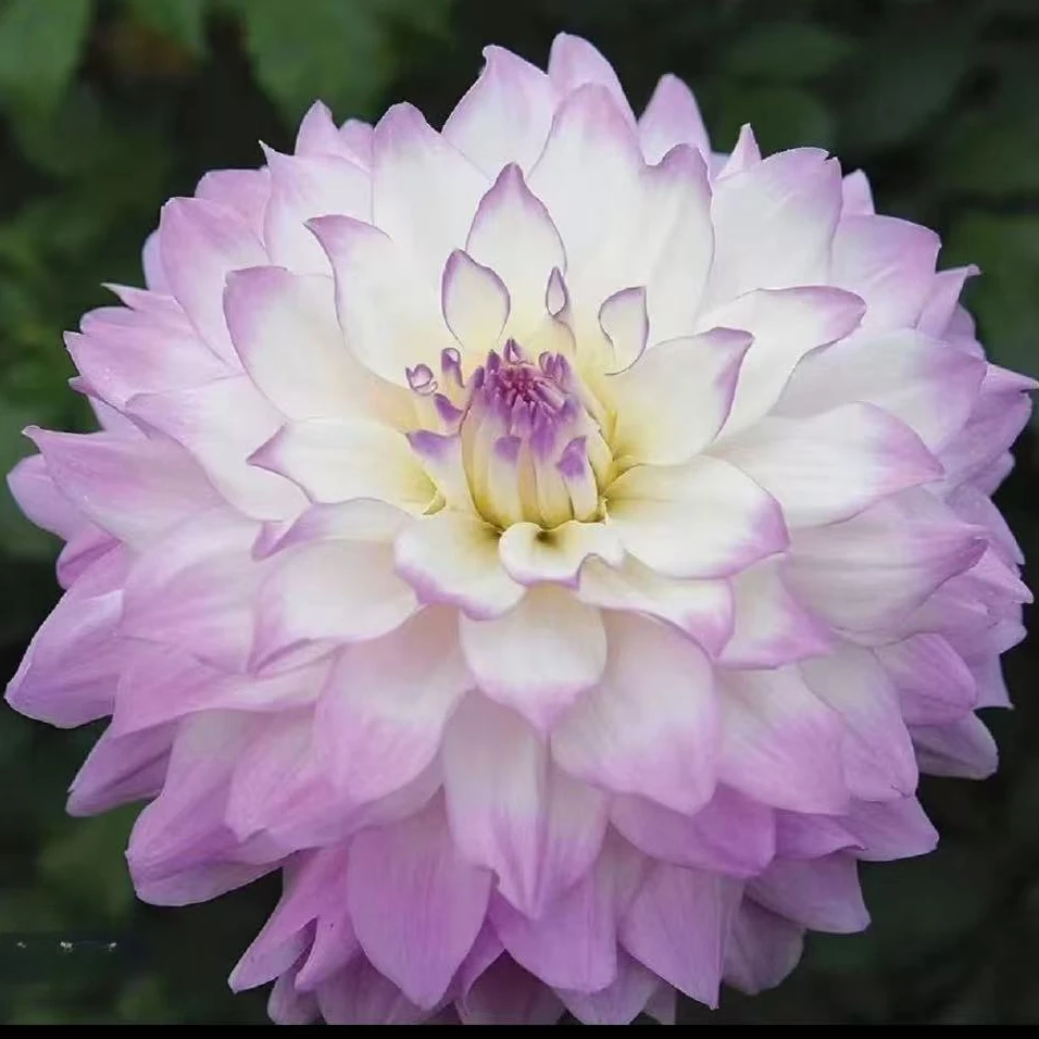 大丽花米兰达蓝眼睛墨西哥进口多年生盆栽带花苞原盆原土发货