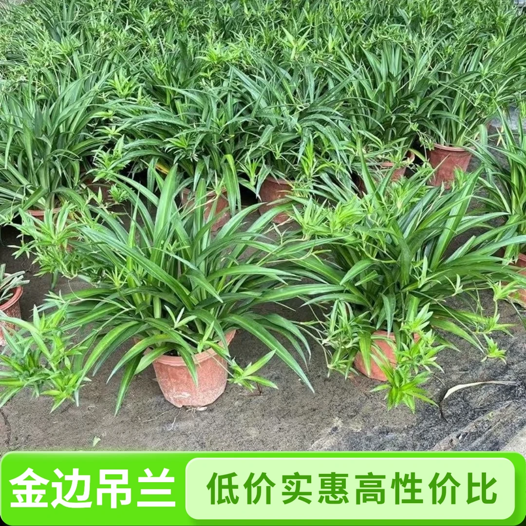 金边吊兰青叶吊兰盆栽可垂吊室内外种植净化空气好养花卉