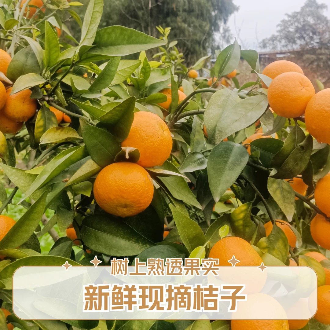 重庆农家沃柑/口感纯正新鲜现摘