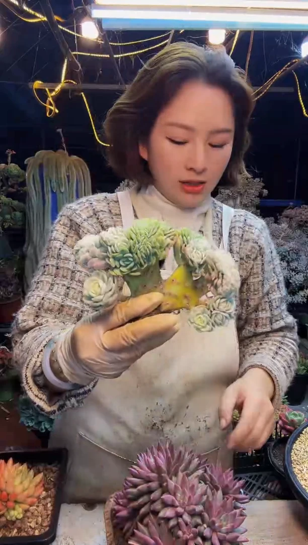 阿**荻26号一物一拍脱土包邮