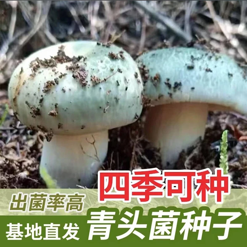 热销!【新品青头菌种子】云南人工青头菌菌种可室内室外种植-SSS