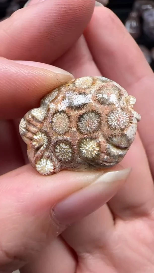 颈饰未镶嵌硅化珊瑚（珊瑚玉）947