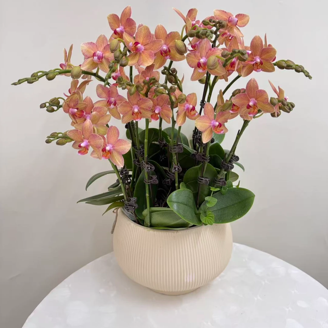 蝴蝶兰【红鲤鱼8】鲜花盆栽室内观赏花花佛山基地直发好养易活