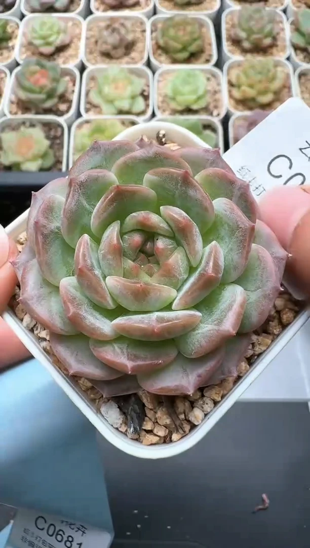680C云禹多肉植物 带盆土纸巾打包 3颗包邮