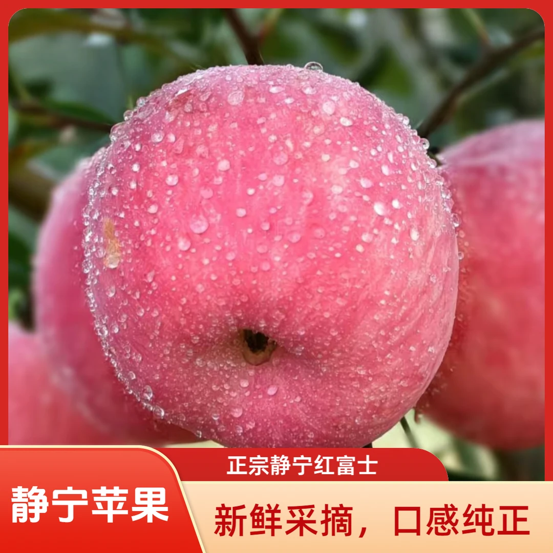【静宁苹果】甘肃静宁红富士苹果现摘现发皮薄肉厚脆甜可口应季水果