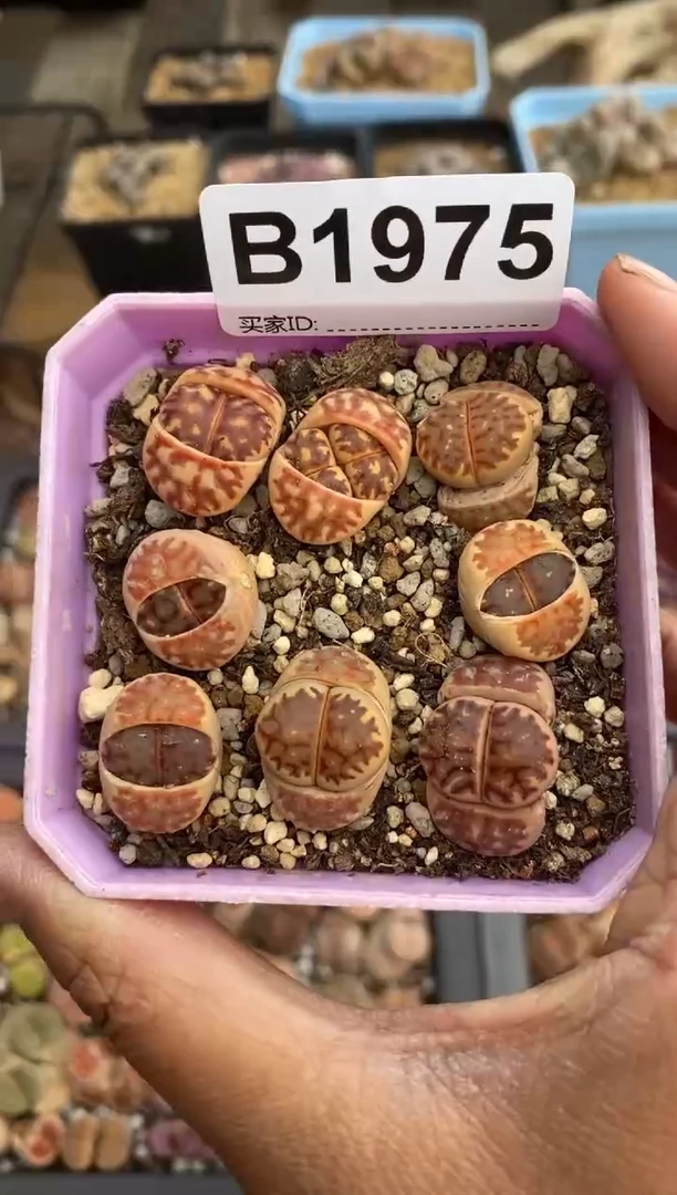 【闪购商品】1975直播一物一拍