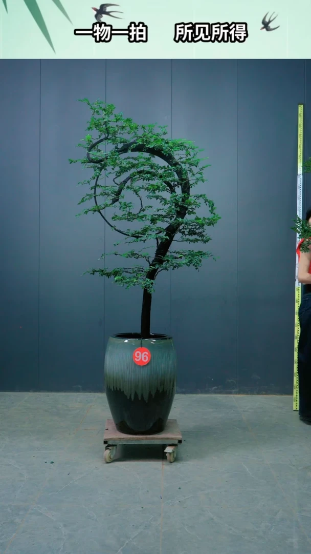 全部花朵༄****࿐96号广东小叶紫檀