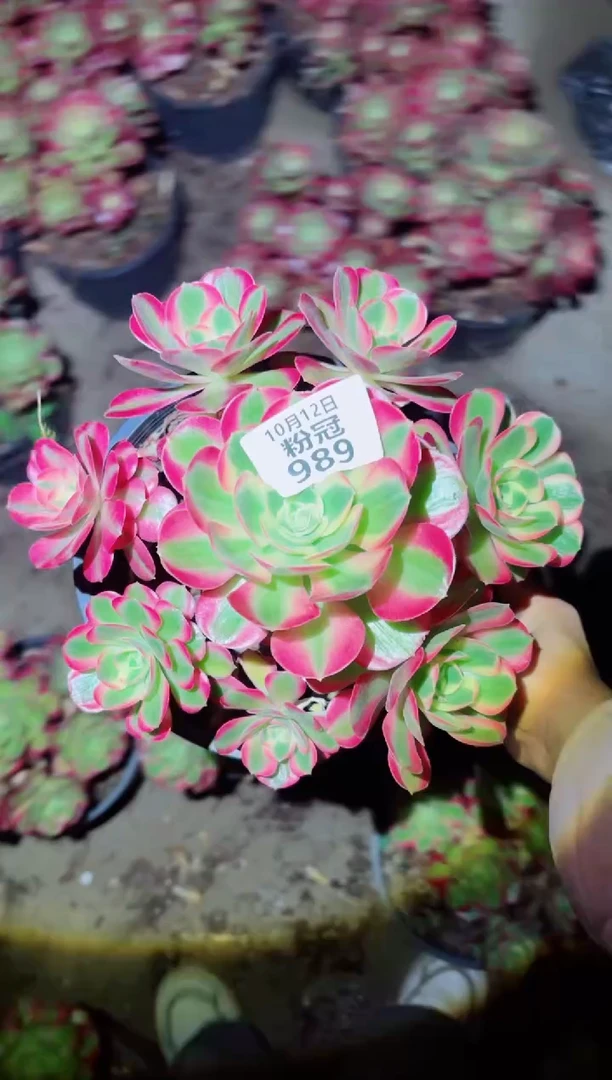 【闪购商品】989 法师锦