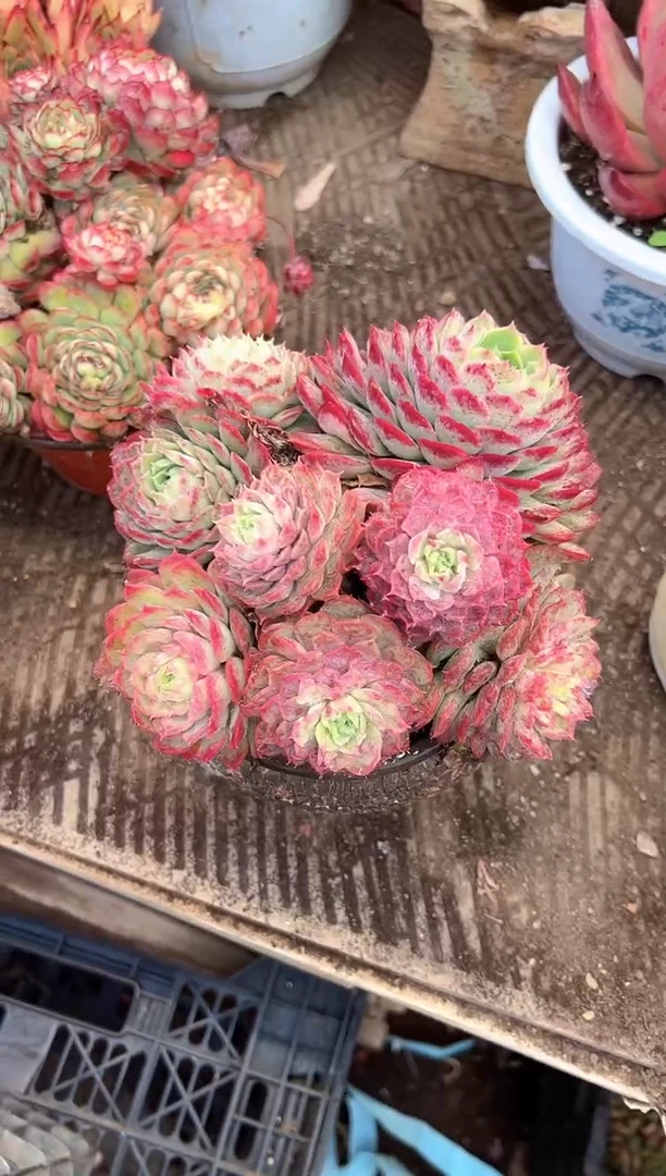 思*妈多肉植物一物一拍27449