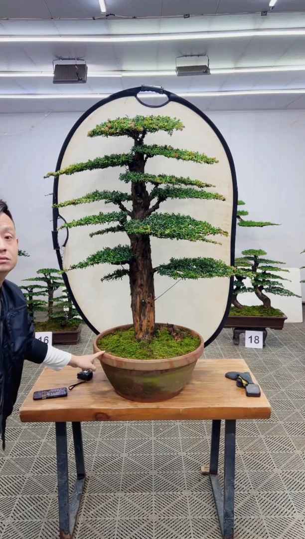 无花朵造型盆景一物一拍