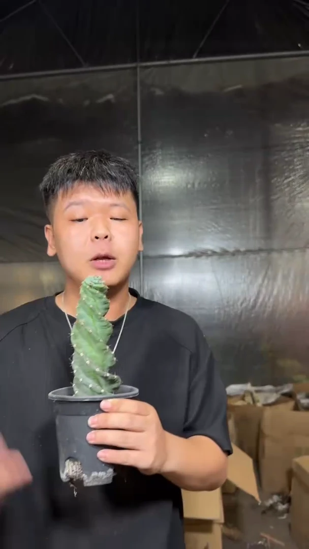 龙卷风【带根】20cm+