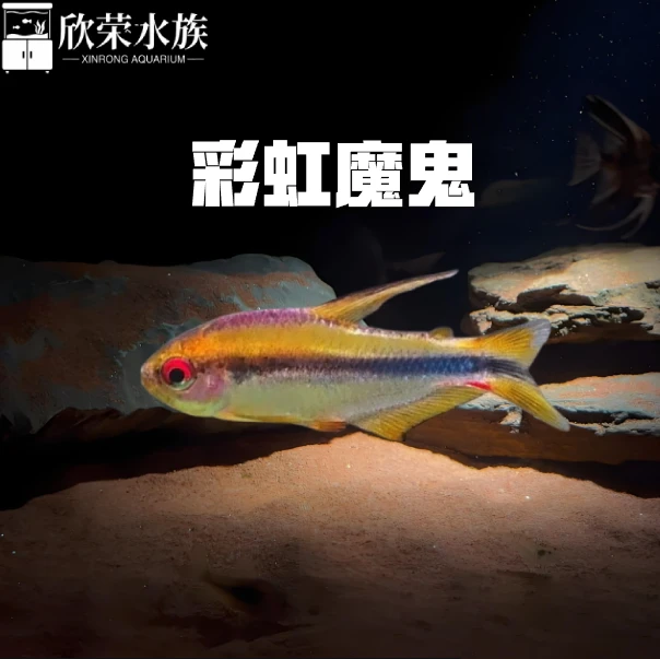 彩虹魔鬼灯鱼超级红魔鬼恶魔凯蒂幻彩蓝魔赤焰绿翡翠灯鱼热带鱼