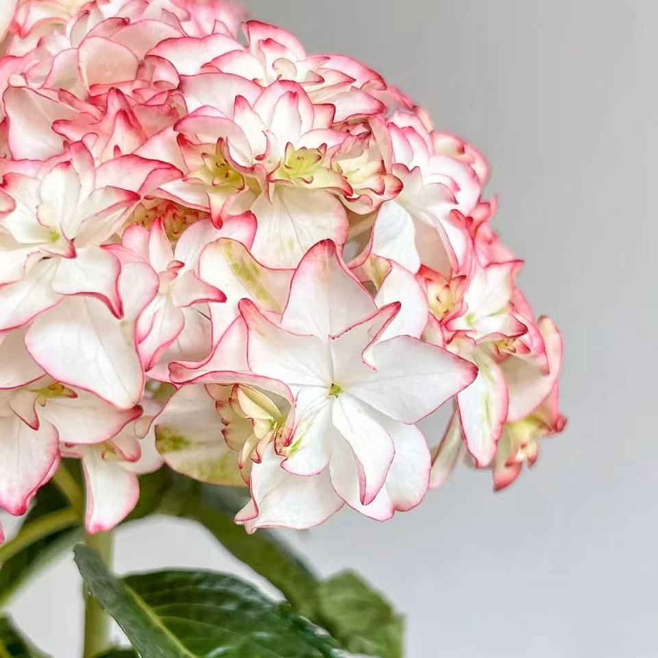 卡伦绣球花盆栽庭院阳台新手易养护喜水植物花期长