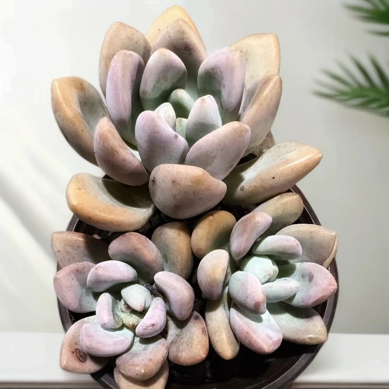 满15包邮 老桩奥普 脱土  新手好养 以直播展示为准