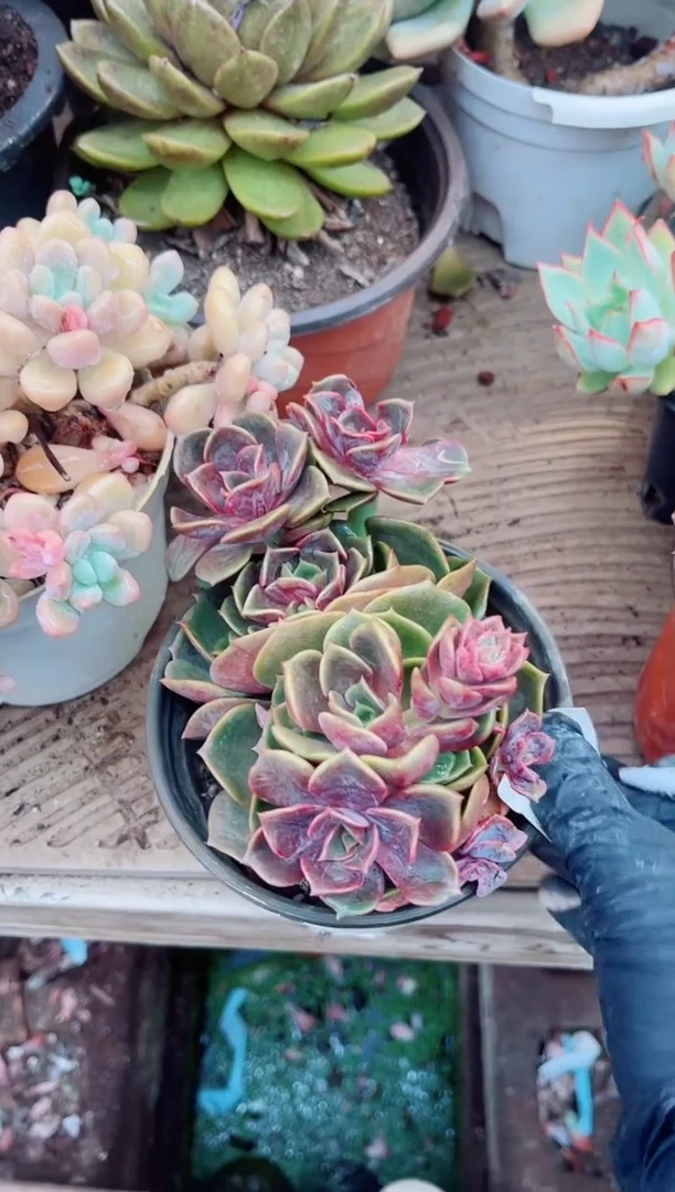 31084多肉植物一物一拍