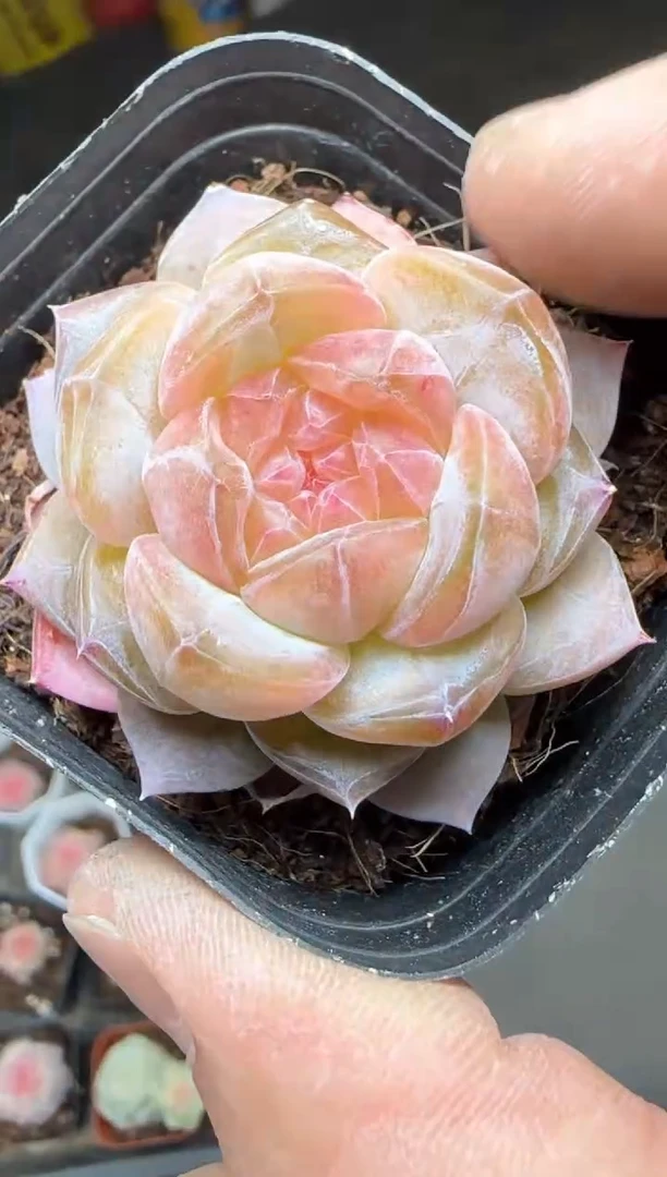 【闪购商品】一物一拍0210—309