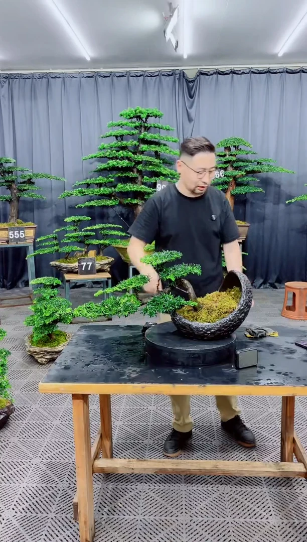 无花朵罗汉松盆景....