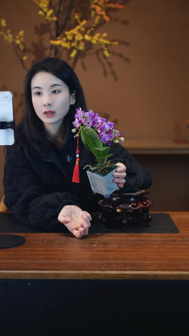 全部花朵小美人青花盆景盆景盆景