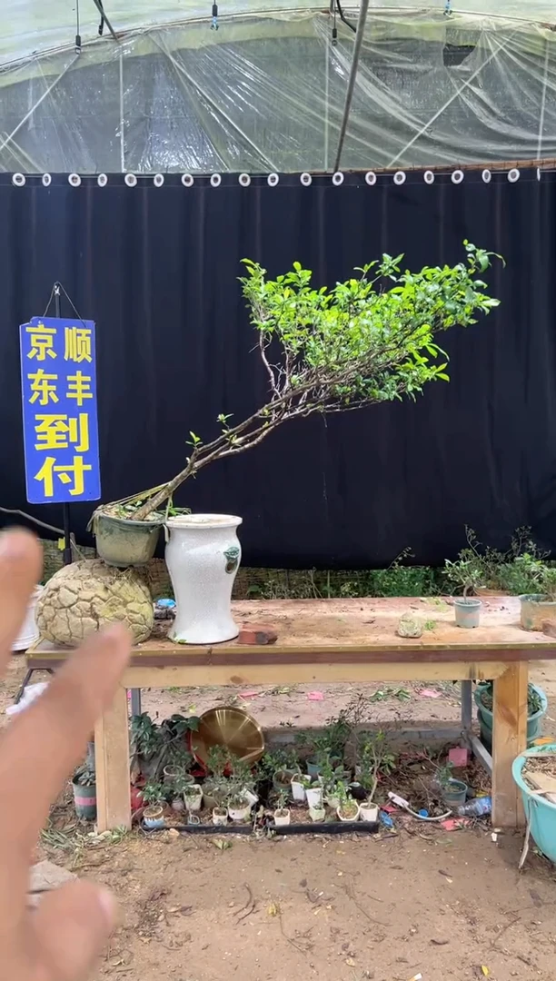当前无花朵，栽培后可花朵铧****️海岛栀子花