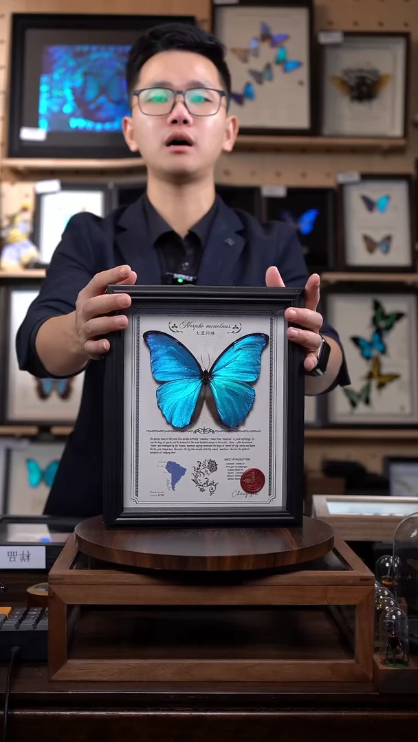 大蓝闪蝶豪华版10寸欧式框（带证书）