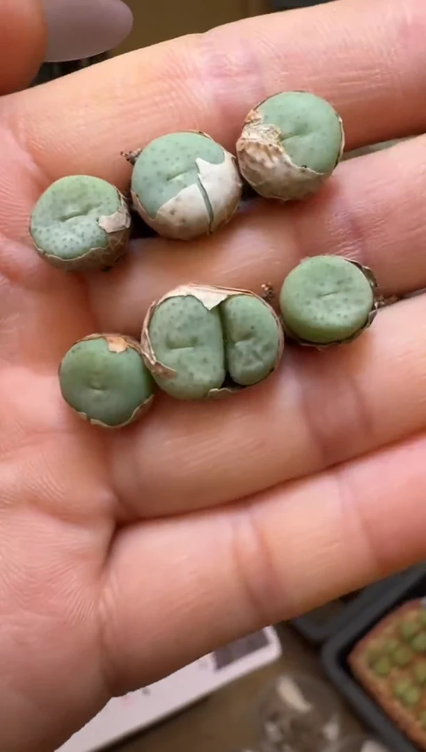 1-35多肉植物肉锥奶油嘴一颗