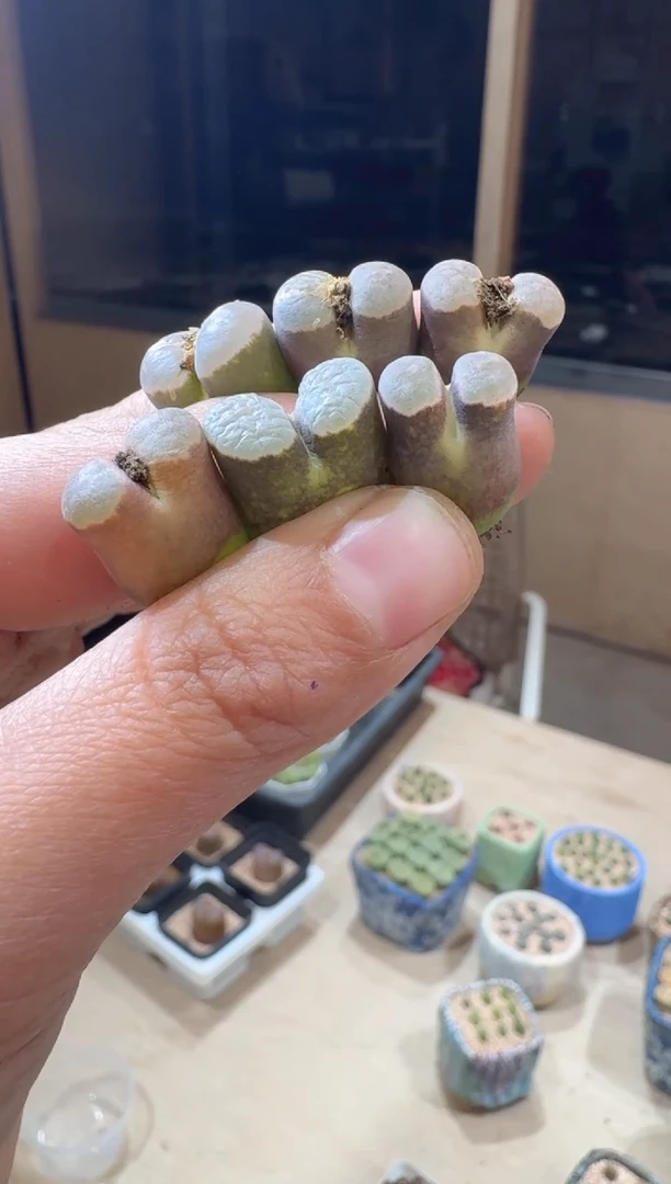 70多肉植物肉锥磁铁一颗