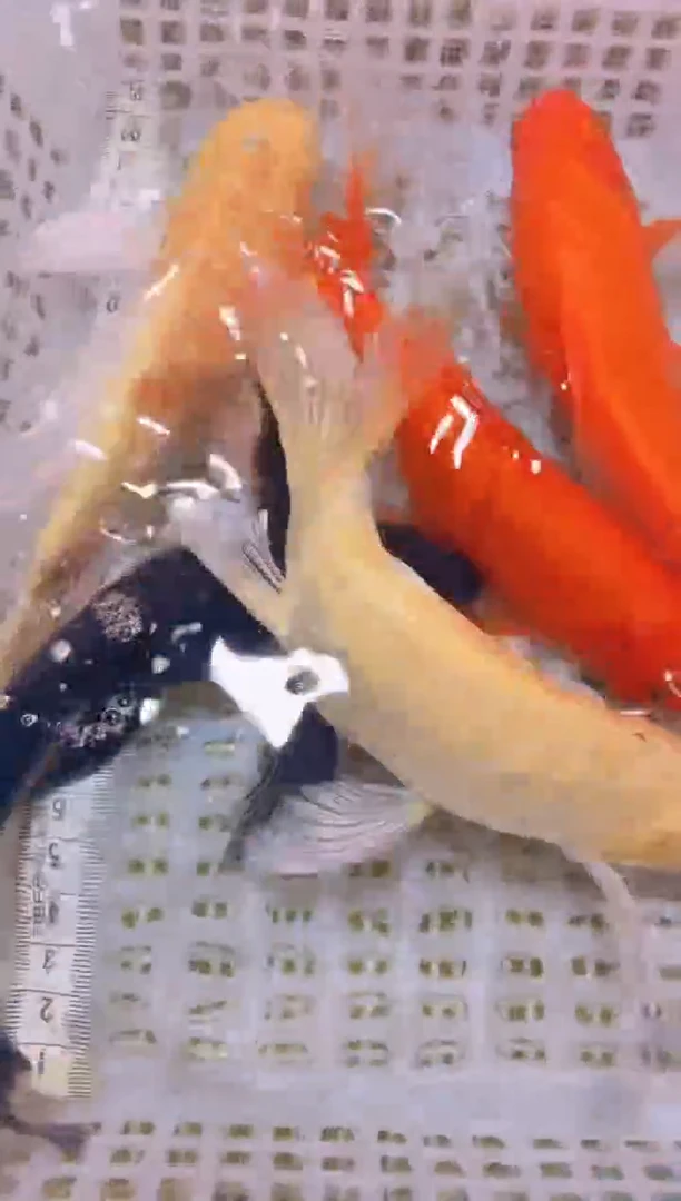 锦鲤冷水观赏鱼全场包邮54