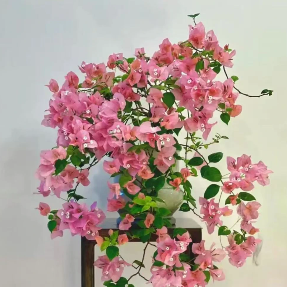 粉红佳人 三角梅 不带花 不带盆