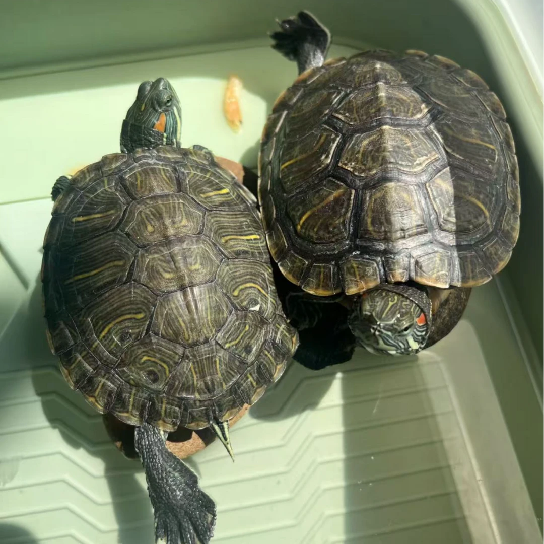 通用宠物活体链接（一）