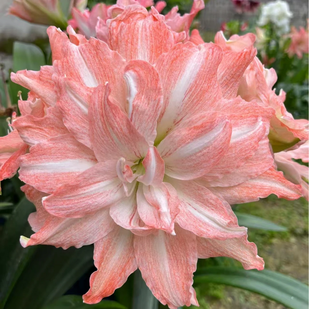 【紫罗兰粉黛】★重瓣朱顶红种球花卉种植好养